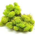 Secret Live Moss Light Green - Live Moss portion 5g